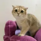 قطط سكوتش فولد