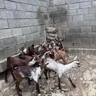 جفار وشح دهم تاسيس مراح 12