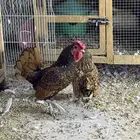 دجاج سبرايت