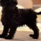 كلب بودل poodle dog