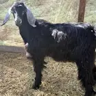 تيس 6 شهور