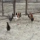 دجاج بلدي العدد 7 مع الذكر