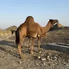 بعير حمر ادهم رباع