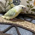 كنيورات غر