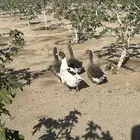 وز بلدي