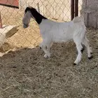 تيس وعناق للبيع