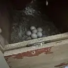 زوج روز منتج