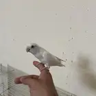 للبيع روز البينو هدد