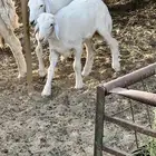 خروف حري