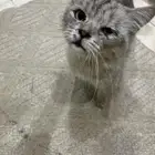 قط لتبني أليف شيرازي