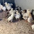 صيصان دجاج بلدي