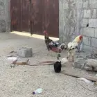 ديك فارسي ديك باكستاني
