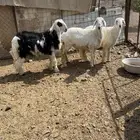 للبيع طليان ذبايح