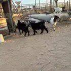جفرتين طيبات