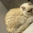 قطط هملايا ذكر و أنثى العمر 6 شهور