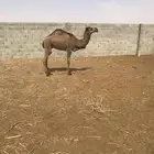 قعود مفرد كفووو الموقع في الجله