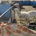 نعجه. حريه. اللبيع سن سدس او تامه. نعجه الحال وسط مقروعه.