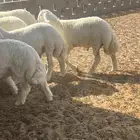 طليان حري عدد 27 نوعيه فاخره درجه أولى