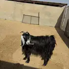 عنز حايل طيبه سديس او بداية تمامها