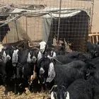 للبيع معزاء مضاريع
