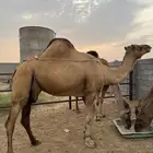 خلفه للبيع