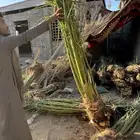 نخيل لبيع
