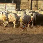 ذبايح رخال وطليان