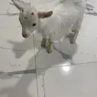 ماعز قزم