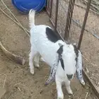 تيوس وحريات 6 شهور للبيع