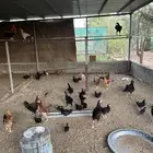 دجاج تركي اسود