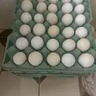 بيض بلدي مخصب