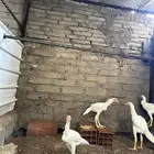 دجاج سندي فصيلة العم غبشان