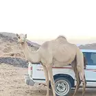 ناقه يوجد لهاء روابط سبق