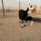 نجديه رباع والد وتحتها خروف