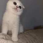قط سكوتش تربل فولد للبيع