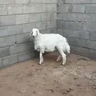 طلي حري للبيع