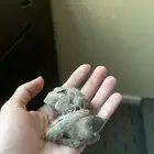 فروخ بلابيل