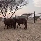 سواكن مرباه سمان فل شحم