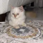 قط بس قطوه بسة