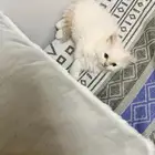 كيتين هيمالايا امريكي
