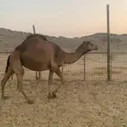 ثلاث بكار ثنتين حول خمس سنين وحد ثلاث سنين بكار جنب