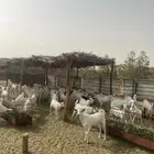 تيوس يمنيه ذبايح