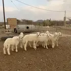 بهم تربيه شحم و شعره وطرف نظيفه اعمارها من 3الى4شهور