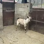 فحل غنم وعل