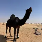 للبيع فحل مجهم