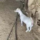 جفره برصاء