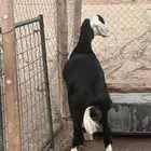 خروف نجدي للبيع شرط سليم من جميع العذاريب الموقع البكيريه