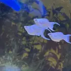 اسماك زينه