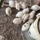 بيض سمان تكساس