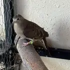 يمام مكسيكي انثى